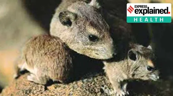 Chapare virus, Chapare like Ebola virus, சாபரே வைரஸ், எபோலா வைரஸ், எபோலா வைரஸ் போல சாபரே வைரஸ், Centers for Disease Control, rodents, Chapare virus news, Tamil indian express