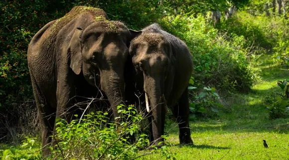Why Masinagudi elephant corridor of Tamil Nadu has so many disputes?