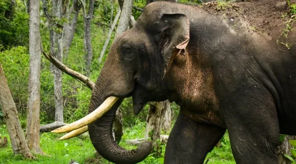 Masinagudi elephant corridor issue : People can send their grievances till Feb 2021