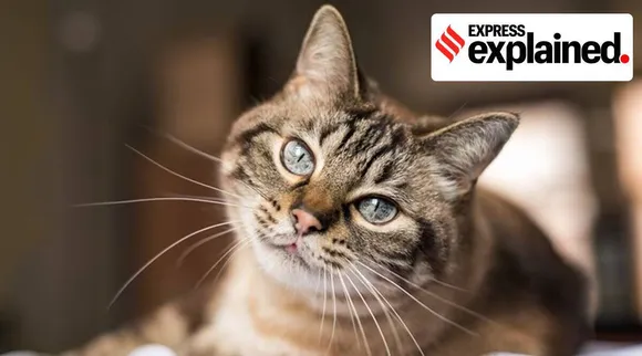 Pet cats vulnerable to corona virus tamil news