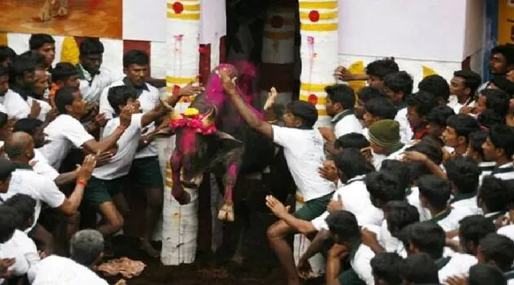 Pongal Jallikattu Live Pongal tamil Jallikattu