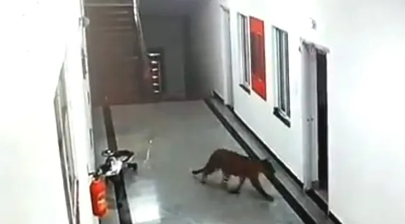 leopard entered into medical college, leopard walks in medical college, karnataka, மருத்துவக் கல்லூரிக்குள் நுழைந்த சிறுத்தை, சாம்ராஜ்நகர் மருத்துவக் கல்லூரி, கர்நாடகா, சிறுத்தை, வைரல் வீடியோ, cheetah, samrajnagar medical college, leopard, viral video, tamil viral news, tamil video news மருத்துவக் கல்லூரிக்குள் நுழைந்து உறுமிய சிறுத்தை; வைரல் வீடியோ