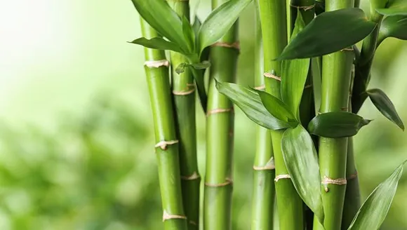 யானைகளுக்கான மூங்கில் கிடைப்பதில் தட்டுப்பாடு ஏற்படும் ; ஆர்வலர்கள் கவலை