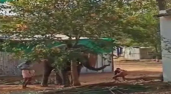 புத்துணர்வு முகாமில் யானை மீது தாக்குதல் : பாகன்கள் இருவர் பணி இடைநீக்கம்
