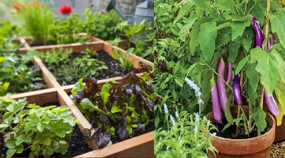 Gardening news in tamil how to make terrace gardening and vegetable garden
