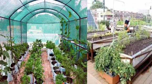 Lifestyle news in tamil easy way to set a terrace garden