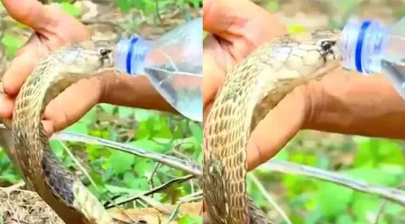 man gives drinking water to snake, man gives water to snake, youth gives water to snake, பாம்புக்கு தண்ணீர் கொடுத்த இளைஞர், வீடியோ, பாம்பு, தமிழ் வைரல் நியூஸ், பாம்பு வீடியோ, viral video, snake viral video, snake dringking video, snake watr drinking video, tamil viral news, tamil viral video news