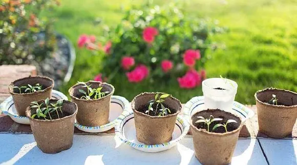 Healthy Food News in tamil Benefits of mustard seeds and how to grow it at home