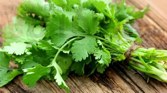 beauty tips tamil news  beauty benefits of coriander