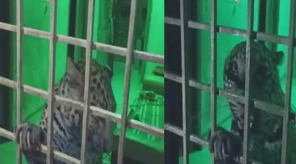 cheetah enters in house, leopard enters in house near gudiyatham, வீடு புகுந்த சிறுத்தை தாக்கி 3 பேர் காயம், நள்ளிரவில் வீட்டுக்குள் புகுந்த சிறுத்தை, வேலூர், குடியாத்தம், கலர்பாளையம், kalarpalaiyam, vellore district, cheetah attacks 3 person injuries gudiyatham, cheetah attacks 3 person injuries