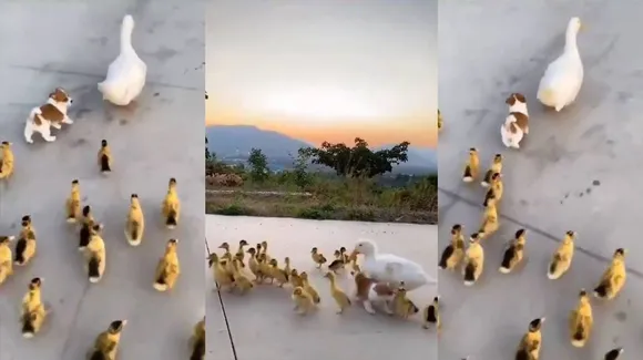 viral video, dog viral video, duck viral video, ducklings viral videos