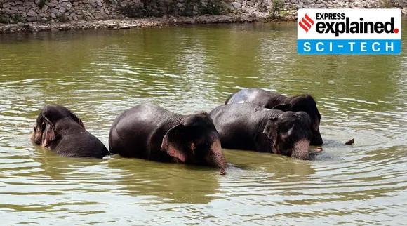 ஒரே ஒரு மின்னல்கற்றை 18 யானைகளை கொல்ல முடியுமா? அறிவியல் உண்மைகள் கூறுவது என்ன?
