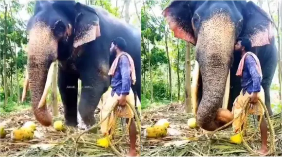 elephant video, elephant kiss video, elephant receives kiss from its caretaker, யானை வீடியோ, யானை முத்தம் வாங்கும் வீடியோ, வைரல் வீடியோ, viral video, tamil viral news, tamil viral video news, elephant viral video news