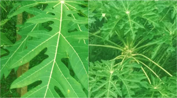 ரத்த அணுக்களை அதிகரிக்கும்: பப்பாளி இலை ஜூஸ் தயார் செய்வது எப்படி?