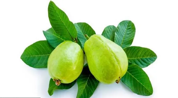 Healthy drinks Tamil News: Benefits of Guava leaf and Guava leaf tea 