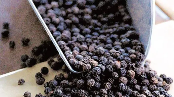 Benefits of black pepper Tamil News: Black Pepper Tea remedy for weight loss