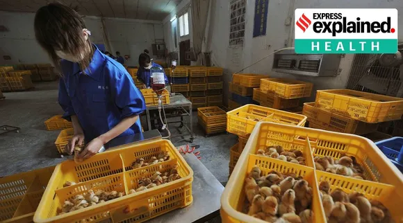 H10N3 bird flu detected in human