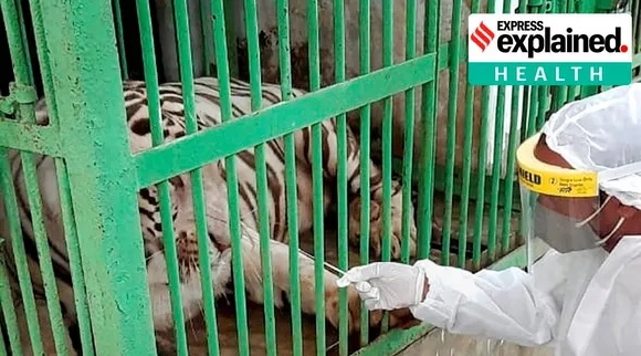 சிங்கம், புலிகளுக்கும் கொரோனா ஏற்படுமா? அபாய நிலையை ஏற்படுத்தும் காரணங்கள் என்ன?