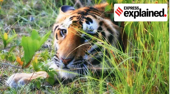 How shutting parks during the rainy season helps tigers
