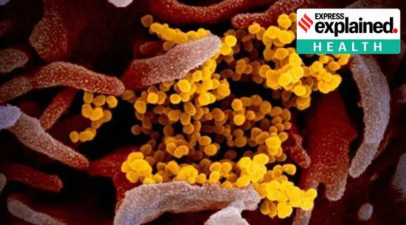 Identifying potential targets for drugs that work against all coronaviruses Tamil News