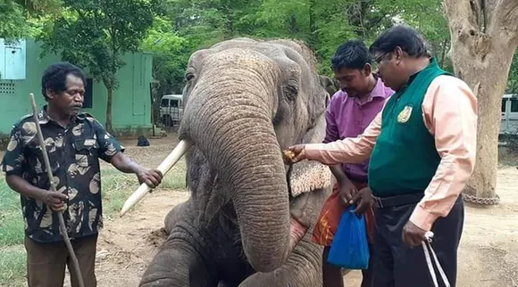 World elephant day 2021