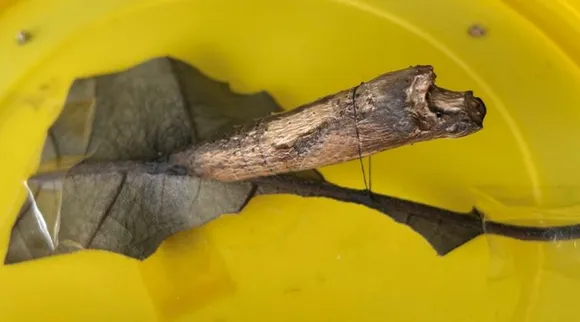 common mime pupa