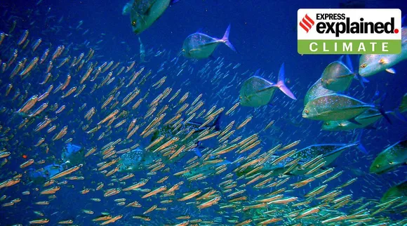 global warming What will happen to fish as oceans warm