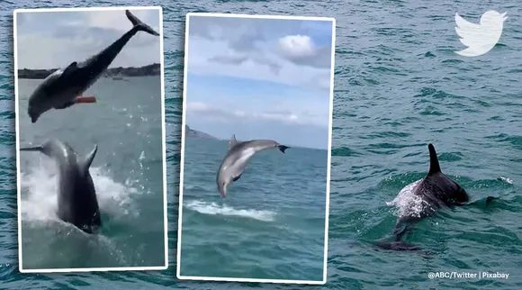 trending viral video of dolphins, viral video, trending viral videos