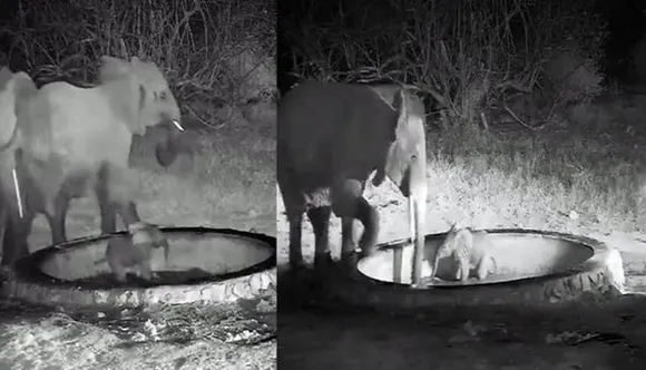 Elephant viral videos