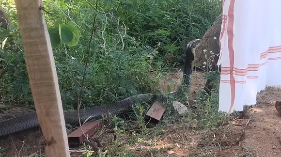 King cobra, viral video, trending viral video, snakes viral video