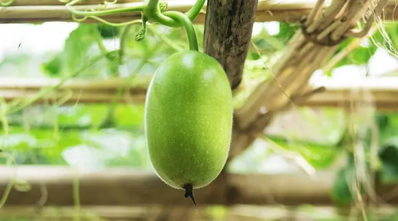 இம்யூனிட்டி, எடை குறைப்பு… பூசணிக்காயில் இவ்ளோ பலன்களா?
