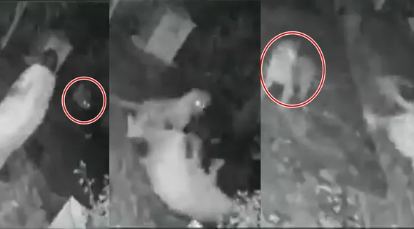 leopard attack, mumbai woman, narrow escape