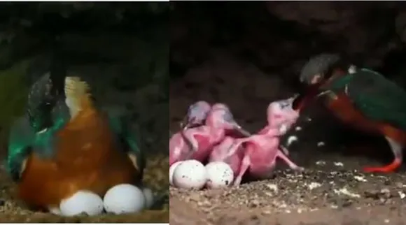 viral videos, viral news, viral