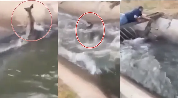 trending viral video of man rescues a deer
