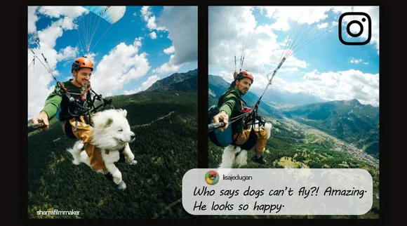 viral video of cute dog paragliding