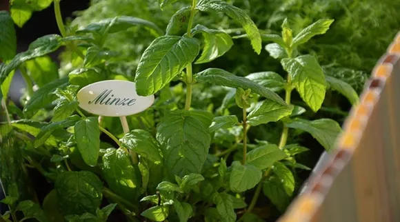 Tamil Health tips: How to make Mint Tea in tamil