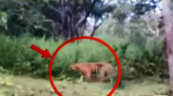 Forest department chief Order to shoot the tiger, man eater tiger, tiger killed 4 people, masinagudi, mudumali, nilgiri, ootacamund, tiger, 4 பேர்களை கடித்துக் கொன்ற ஆட்கொல்லி புலி, ஆட்கொல்லி புலி, ஆட்கொல்லி புலியை சுட்டுக்கொல்ல உத்தரவு, Tiger, Tiger news, tamil nadu, man eater tiger news, d23 tiger