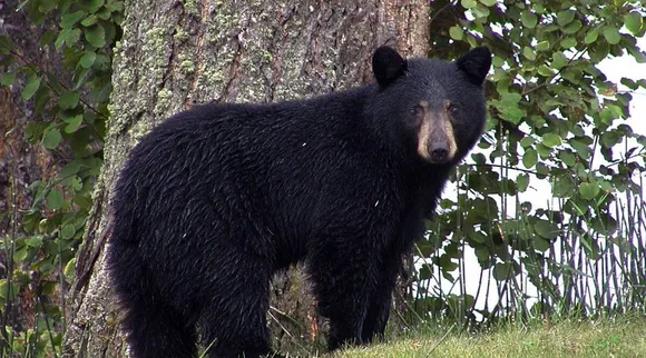 Bear video