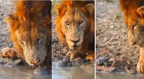 viral video, trending viral video, viral videos online, lion videos