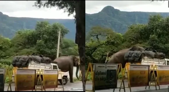 Viral video, trending viral video, elephant viral videos