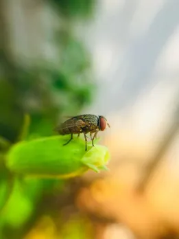 இதை யூஸ் பண்ணா வீட்டில் பூச்சி வராது ...