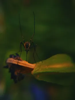 mosquitoe - unspalsh (1)