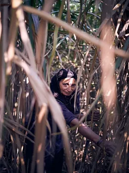 sugarcane - unsplash (1)