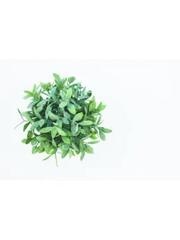 curry leaves - unsplash (1)