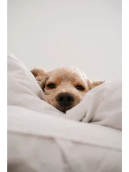 dogs 5 - unsplash (1)