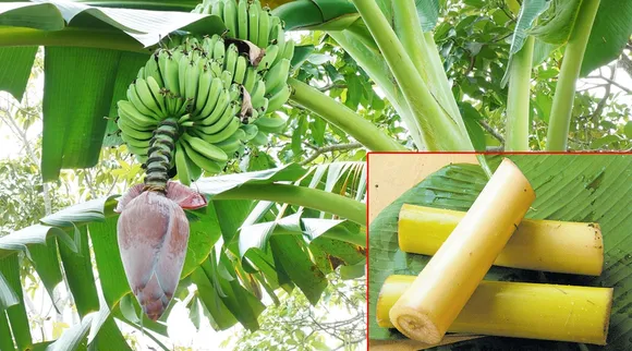 சுகர் பிரச்னை, ரத்த விருத்தி... வாழவைக்கும் வாழைத் தண்டு சாறு; இவ்ளோ நன்மையா?