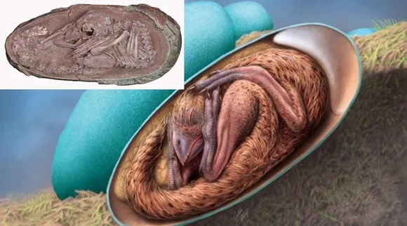 Yingliang Dinosaur baby embryo