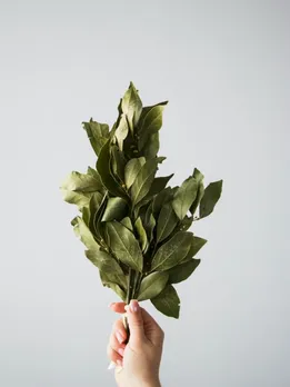 bayleaf - unsplash (1)