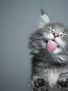 cat - unsplash (1)