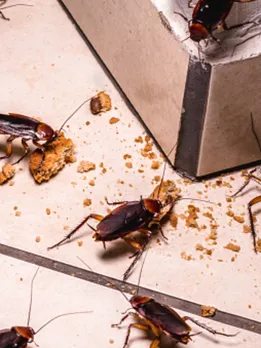 cockroaches - unsplash (1)
